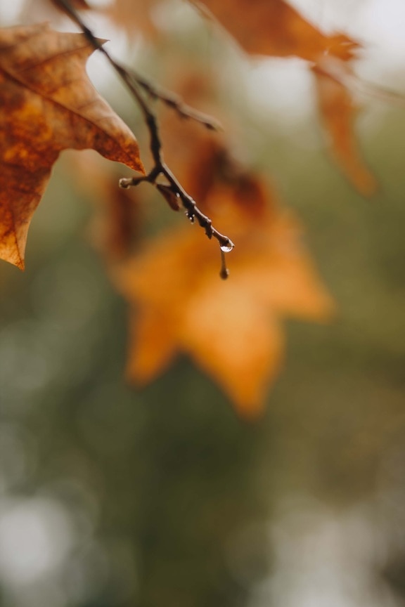 осенний сезон, прут, капли, дерево, лист, осень, размытие, природа, ярмарка погода, на открытом воздухе