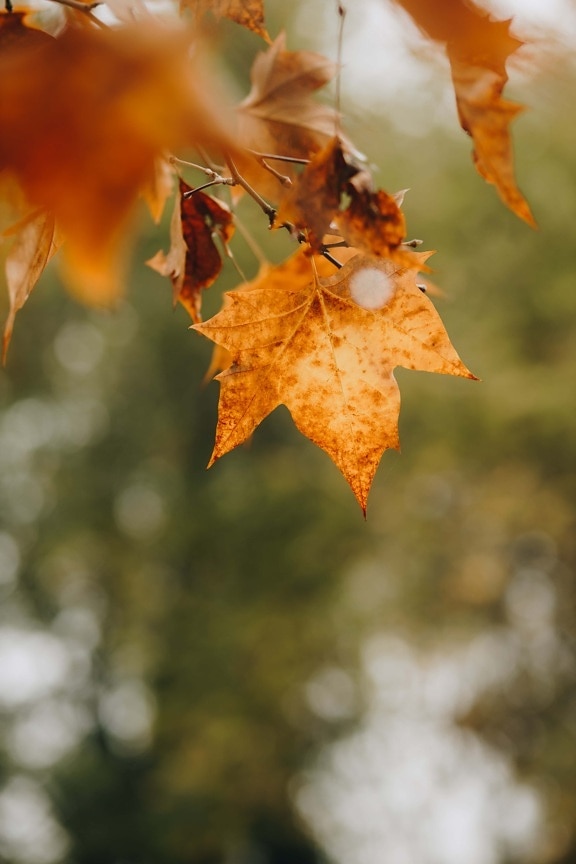estação Outono, Novembro, folhas, marrom amarelado, Maple, galho, árvore, outono, folha, folhagem