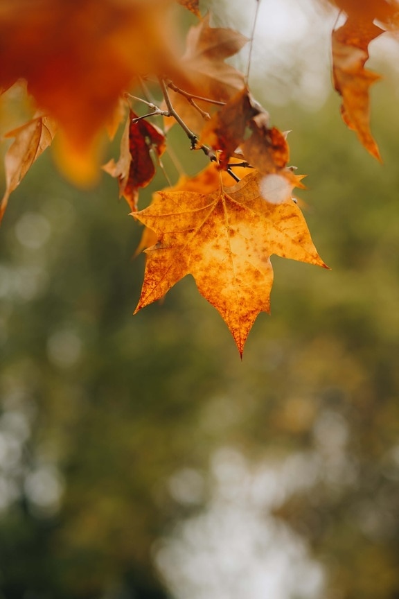autumn season, dry, brown, leaves, colors, branchlet, orange yellow, tree, maple, season