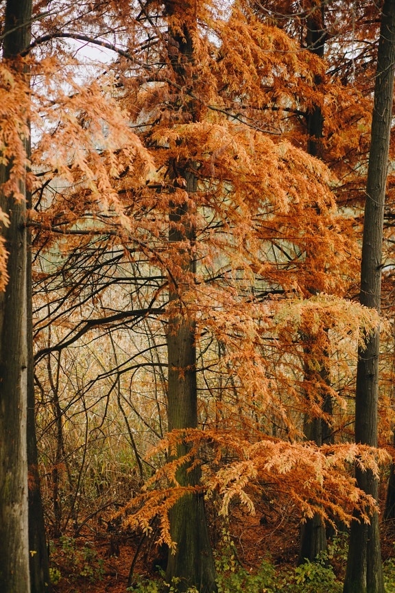 pohon, musim gugur, warna, jeruk kuning, kering, daun, hutan, pemandangan, pohon, kayu