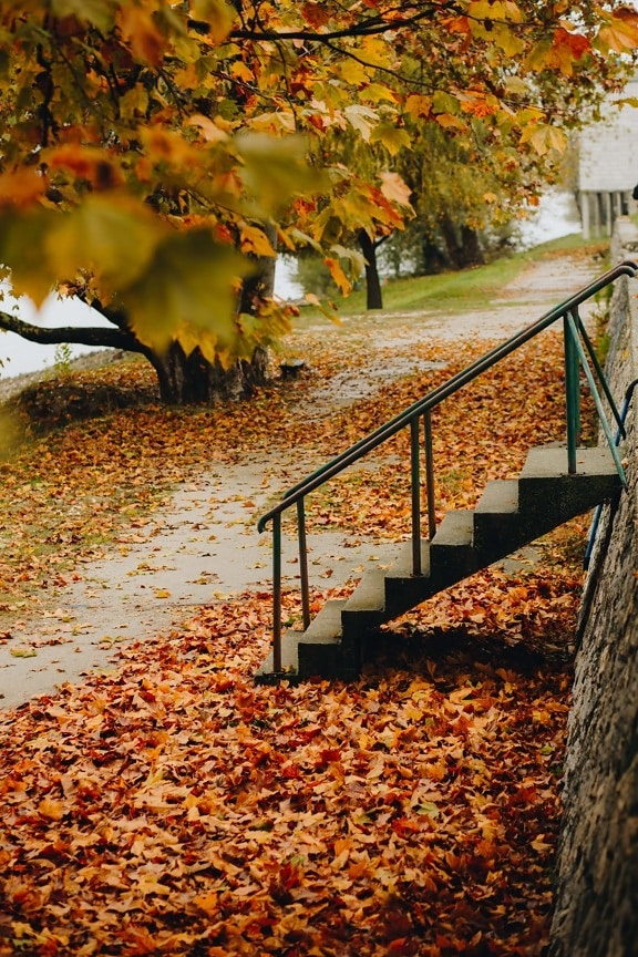 beton, prázdná, schodiště, podzimní sezóna, alej, cesta, list, strom, parku, javor