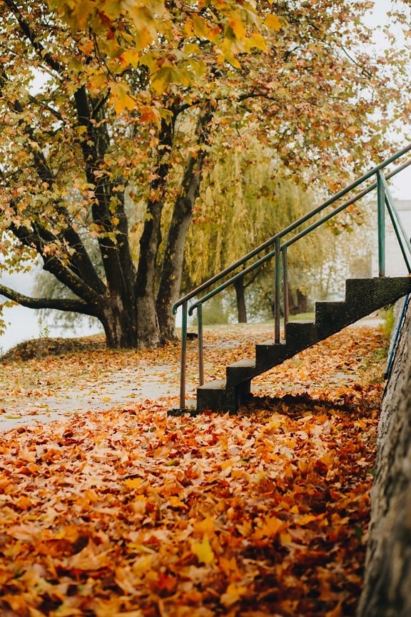 side view, stairs, concrete, alley, autumn, wall, sidewalk, outdoor, footpath, tree