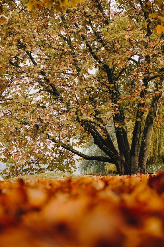 efterårssæsonen, træ, store, gullig brun, blade, jorden, parkere, efterår, natur, udendørs