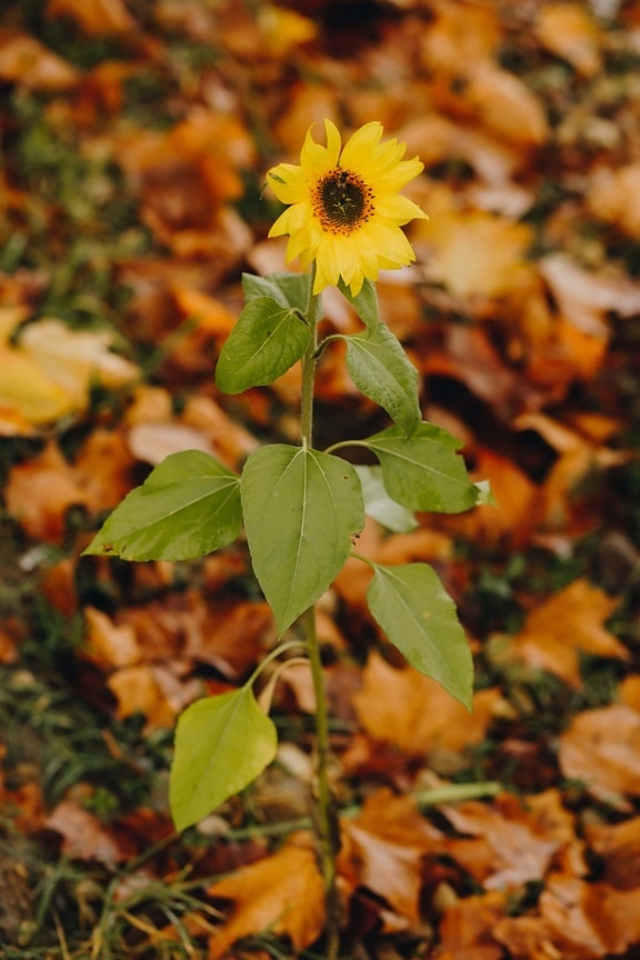 sunflower, small, autumn season, growing, herb, leaf, flower, outdoors, flora, fair weather