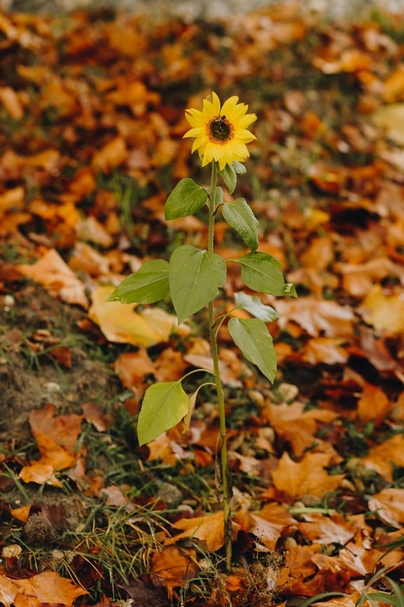 Slnečnica, kvety, jesennej sezóny, žlté listy, listy, žltkasto hnedé, kvet, žltá, bylina, príroda