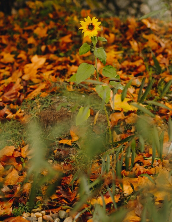 bunga matahari, kering, daun, musim gugur, coklat kekuningan, tanaman, daun, pohon, kuning, alam