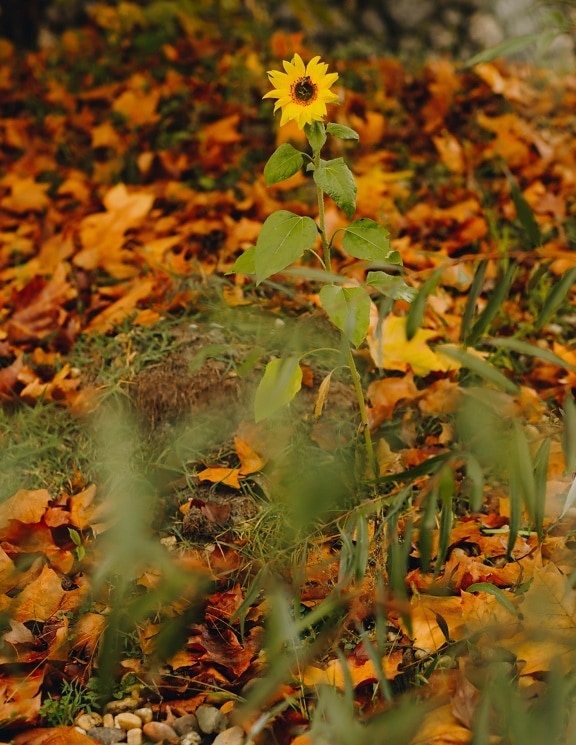 solsikke, tør, blade, efterår, gullig brun, plante, blad, træ, gul, natur