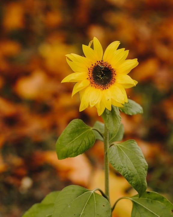 bunga matahari, pohon muda, bunga, lebah madu, serbuk sari, nektar, daun, kuning, tanaman, alam