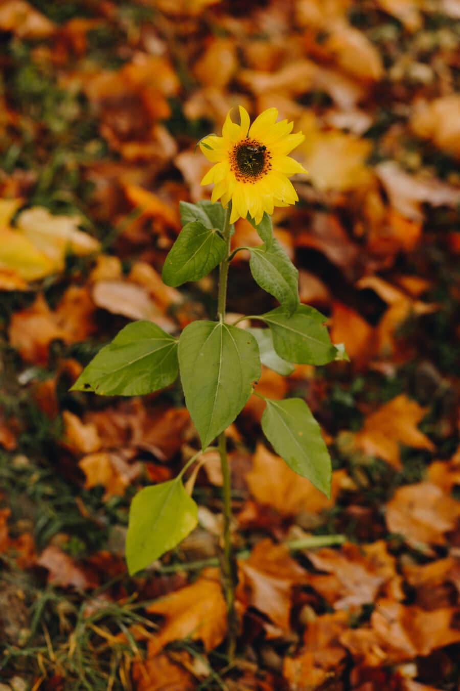 sunflower, sapling, autumn season, growing, flower, nature, herb, leaf, plant, yellow