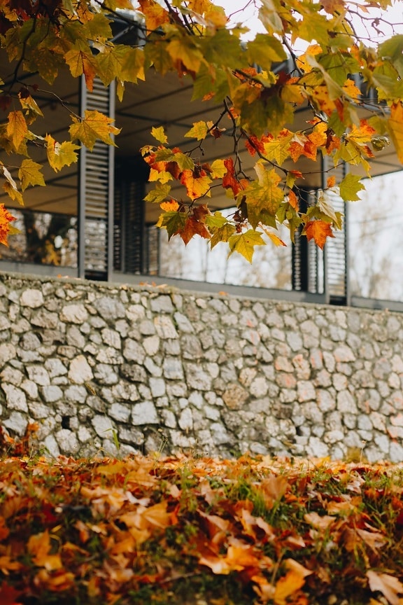 maple, branches, stone wall, front porch, autumn, leaf, outdoors, nature, bright, season