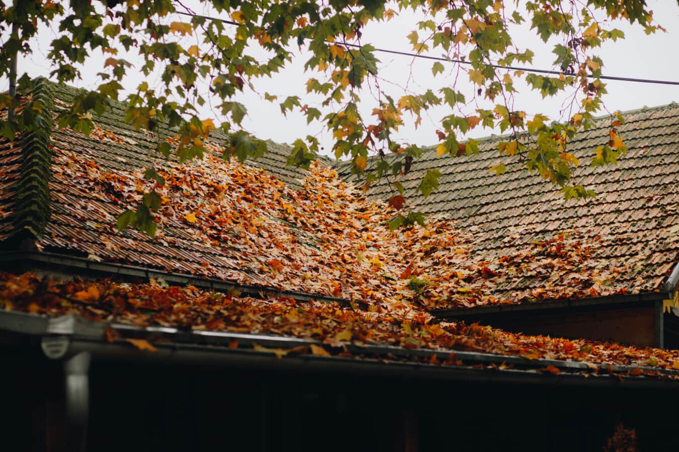 sec, feuilles, toit, sur le toit, automne, maison, arbre, en plein air, saison, extérieur