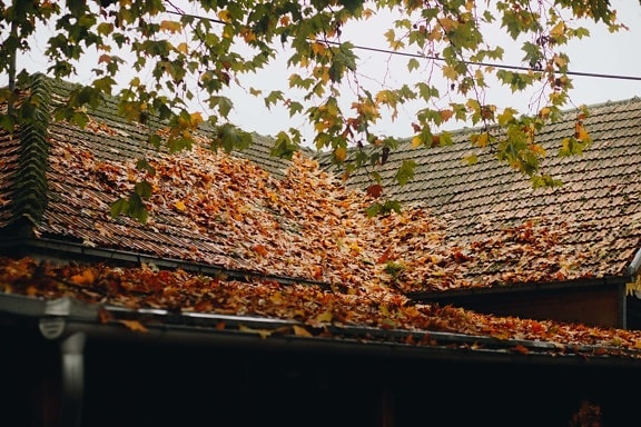 dry, leaves, roof, rooftop, autumn, house, tree, outdoors, season, exterior