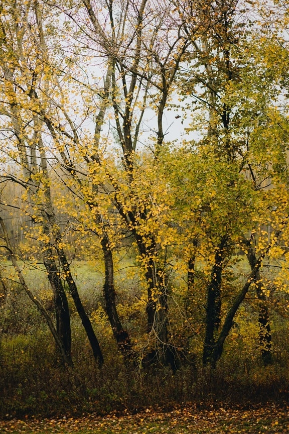 trees, autumn, yellowish brown, yellow, landscape, wood, fair weather, outdoors, countryside, branch
