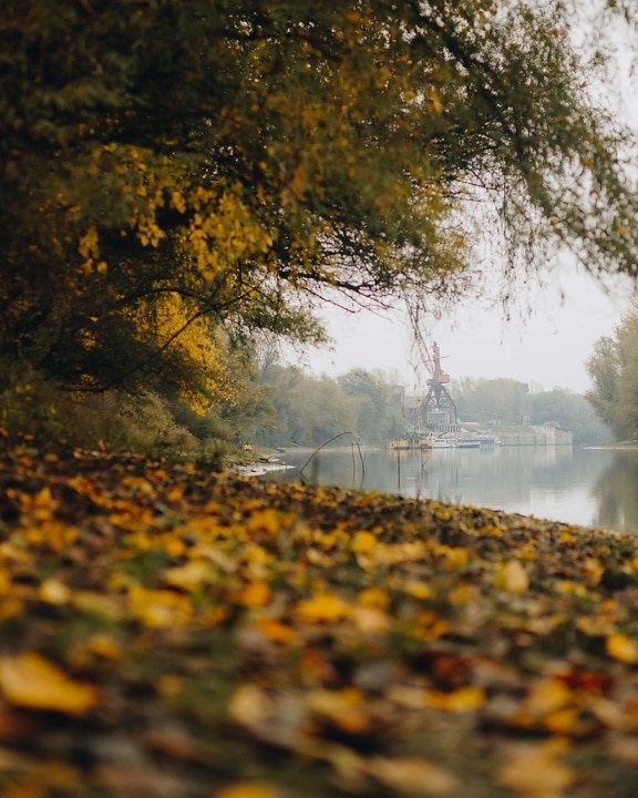 sezon jesień, Brzeg rzeki, pozostawia, ziemi, sucha, liść, natura, krzew, krajobraz, jesień