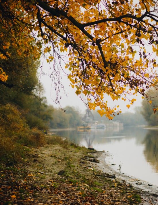 musim gugur musim, tepi sungai, cabang, pohon, sungai, daun, musim gugur, pemandangan, alam, kayu