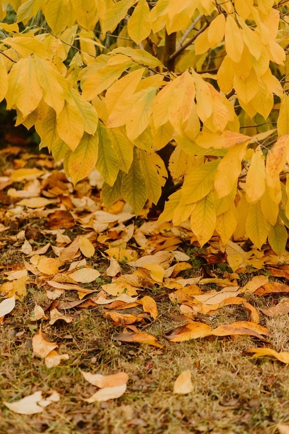 gulbruna, grenar, gula blad, torr, lämnar, marken, gul, hösten, blad, träd