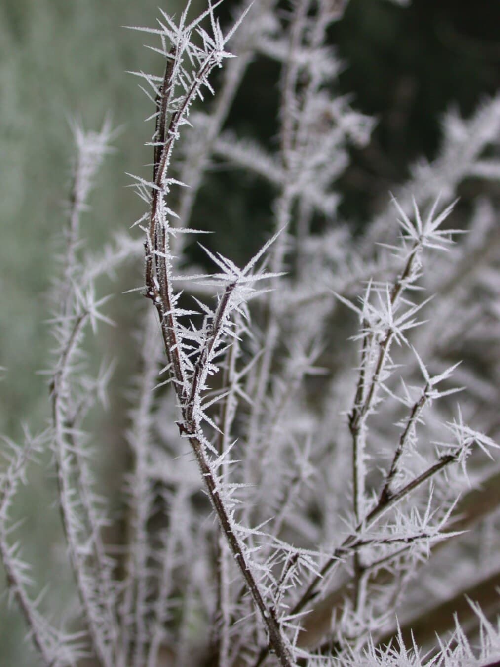congelados, ramas, escarcha, cristal de hielo, invierno, árbol, naturaleza, flora, sostenido, de cerca