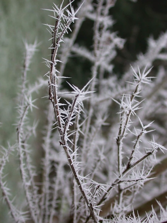 frozen, branches, frost, ice crystal, winter, tree, nature, flora, sharp, upclose