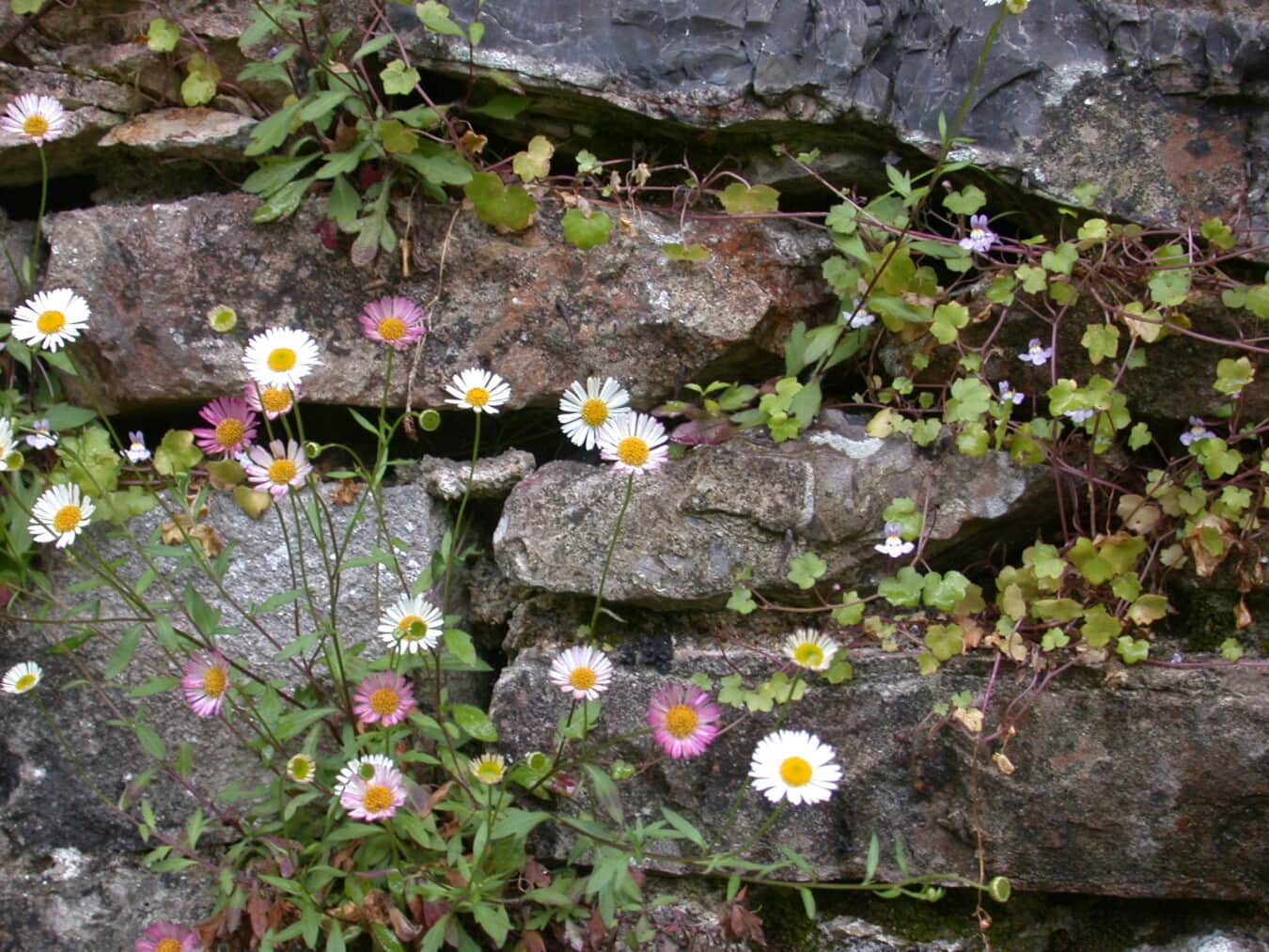 μαργαρίτες, αγριολούλουδο, πέτρινο τοίχο, πέτρες, μεγάλοι βράχοι, Μαργαρίτα, φύση, βότανο, φυτό, λουλούδι