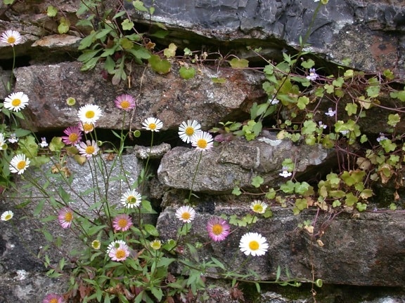 madeliefjes, wilde bloem, stenen muur, stenen, grote rotsen, madeliefje, natuur, kruid, plant, bloem