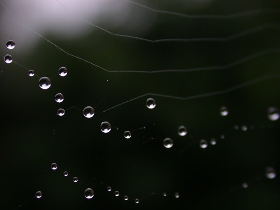 edderkoppespind, fugt, dug, kondens, regndråbe, helt tæt, makro, regn, drop, våd