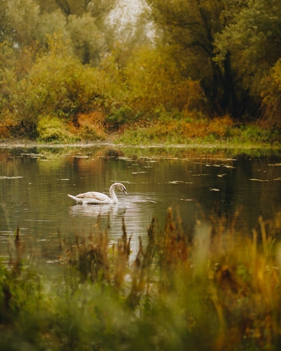 swan, young, offspring, channel, wilderness, swamp, water, wetland, nature, outdoors