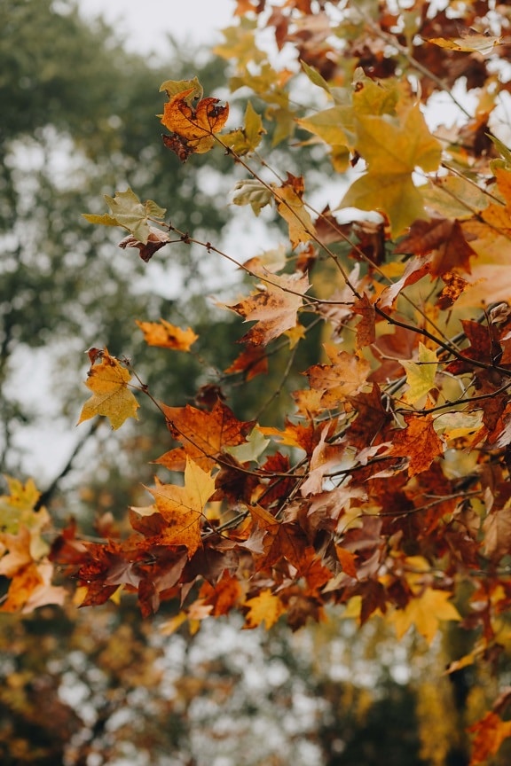 barva, oranžově žlutá, listy, světle hnědá, podzim, pobočky, strom, žlutá, list, příroda