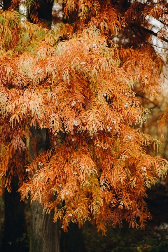 oranžově žlutá, listy, podzimní sezóna, pobočky, světle hnědá, list, strom, parku, venku, prostředí
