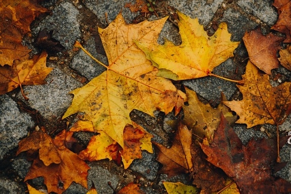 dry, leaves, maple, texture, pavement, dirty, yellow, autumn, leaf, season