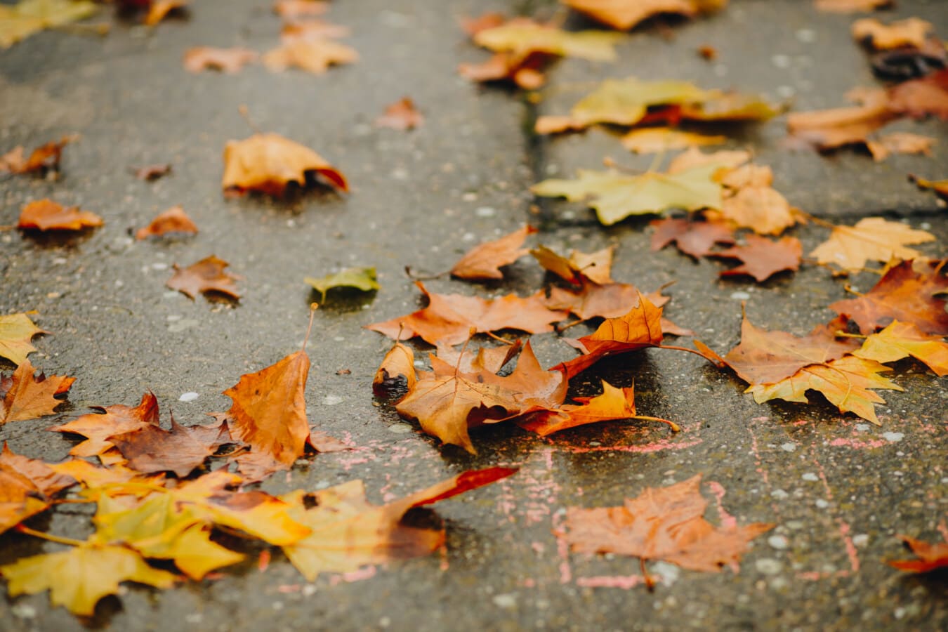 wet, leaves, pavement, concrete, autumn season, maple, leaf, autumn, ground, outdoors