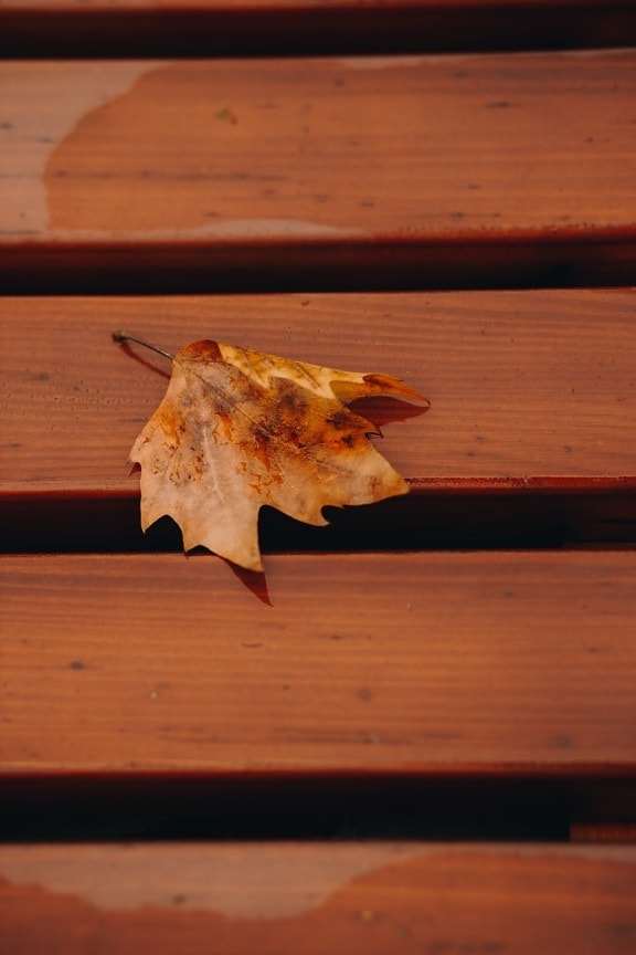 wooden plank, light brown leaf, autumn season, outdoor, red maple