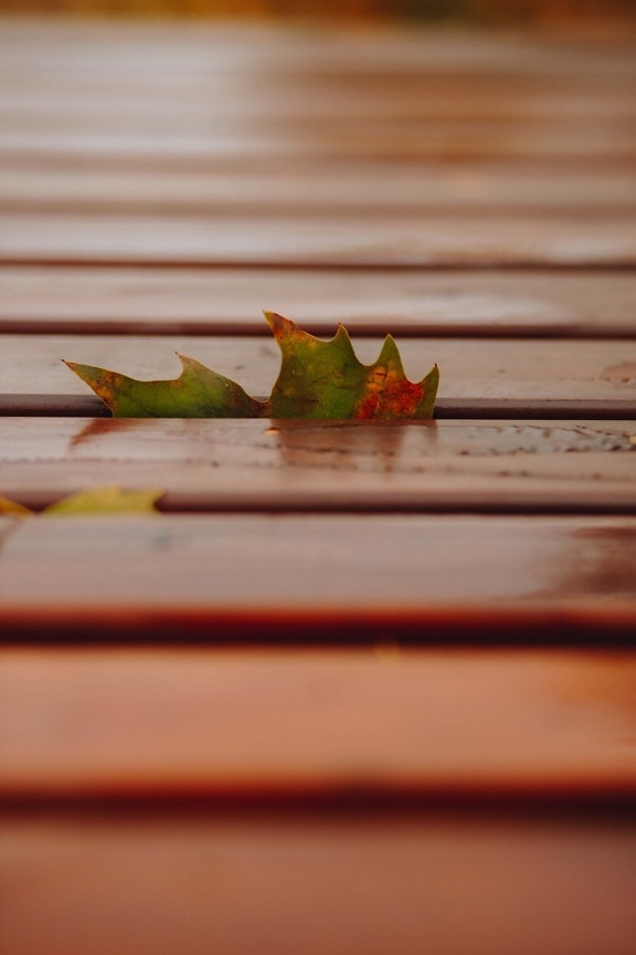 wooden, planks, autumn, leaf, maple, blur, wood, leaves, autumn season, blurry