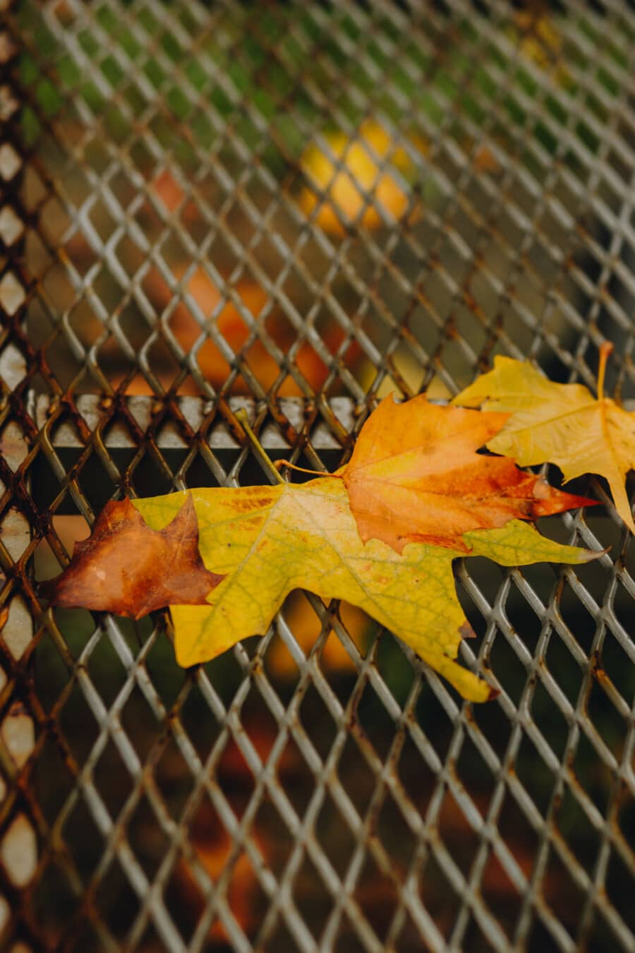 yellowish brown, dry, leaves, fence, grid, metal, wires, autumn, steel, iron