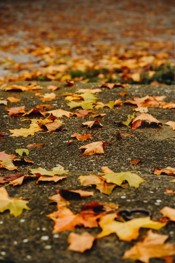 dirty, concrete, leaves, dry, autumn season, maple, leaf, ground, outdoors, blur
