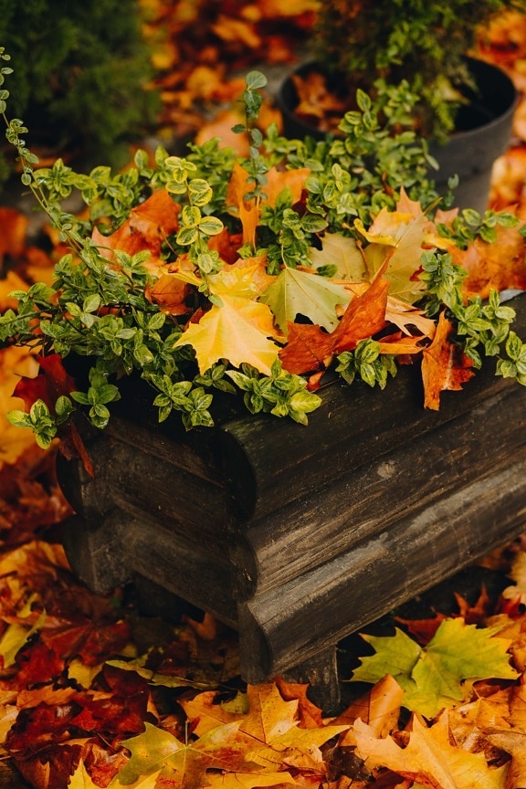 feito à mão, vaso de flor, de madeira, Maple, outono, folhas, erva, ao ar livre, jardim, amarelo