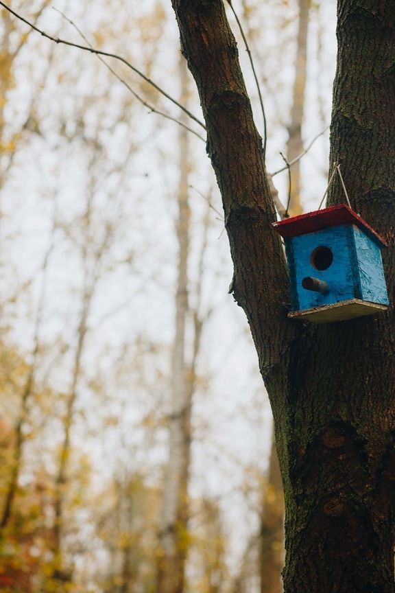 azul escuro, casa, em miniatura, ninho, feito à mão, madeira, natureza, árvore, parque, ao ar livre