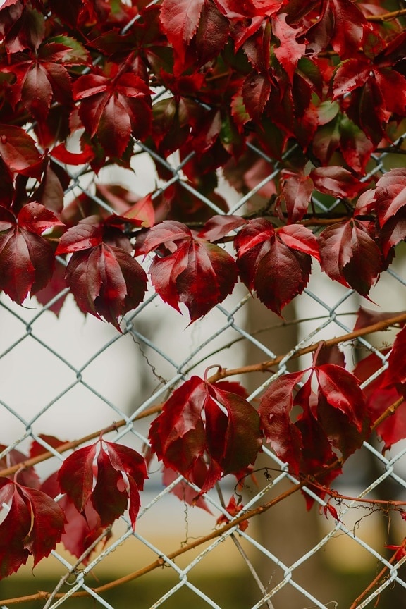 dark red, weeds, leaves, herb, wires, fence, autumn season, leaf, nature, plant