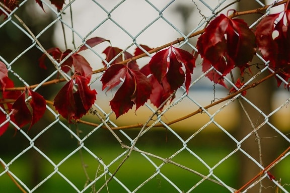 ivy, dark red, weeds, leaves, branches, fence, wires, metal, barrier, wire