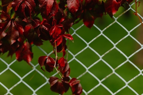 ivy, dark red, autumn season, fence, wires, leaf, nature, plant, outdoors, wire