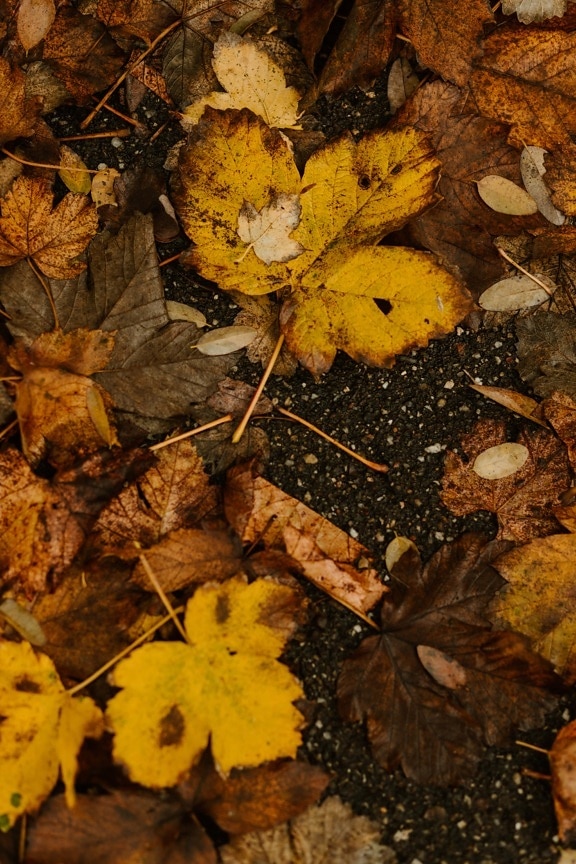 地面, 黄棕色, 叶, 红枫, 干, 叶, 中药, 黄色, 性质, 秋天