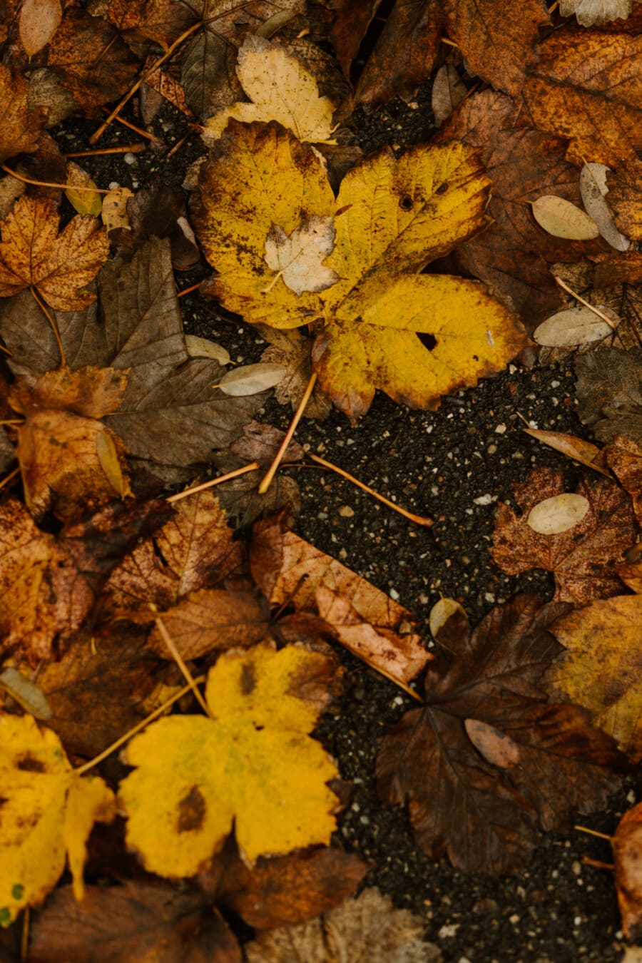 ground, yellowish brown, leaves, red maple, dry, leaf, herb, yellow, nature, autumn