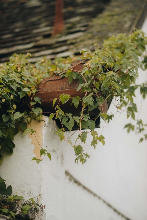 weeds, rooftop, branches, roof, house, outdoors, old, leaves, branch, herb