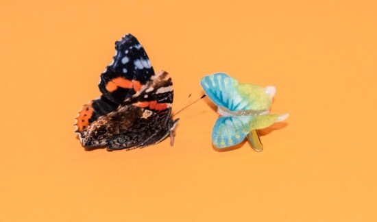 mariposa, amarillo anaranjado, de cerca, miniatura, objeto, insectos, animal, ala, color, invertebrado