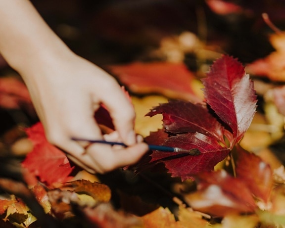 ruka, štětec, malba, listy, podzim, příroda, větvička, bylina, list, načervenalé