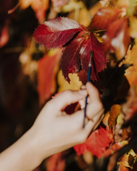тъмно червено, живопис, четка, листа, плевели, билка, мъгла, на открито, природата, есен