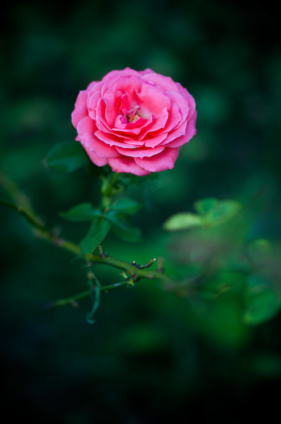 rose, pink, close-up, stem, blurry, nature, flower, bloom, blossom, garden