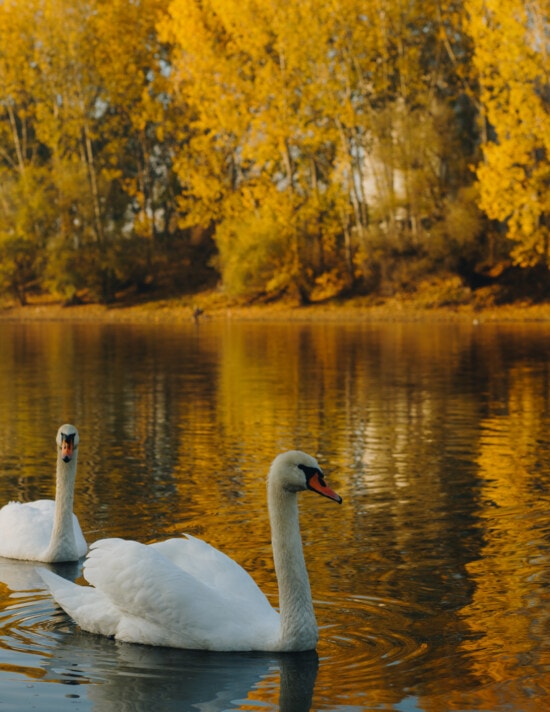 秋天季节, 湖, 对, 天鹅, 水生鸟, 性质, 户外活动, 平静的, 景观, 秋天
