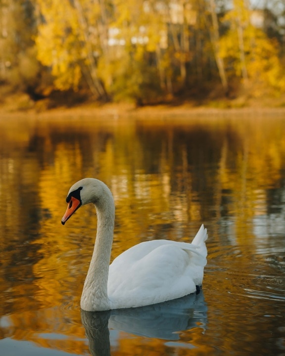 swan, curious, close-up, white, bird family, bird, water, aquatic bird, reflection, nature