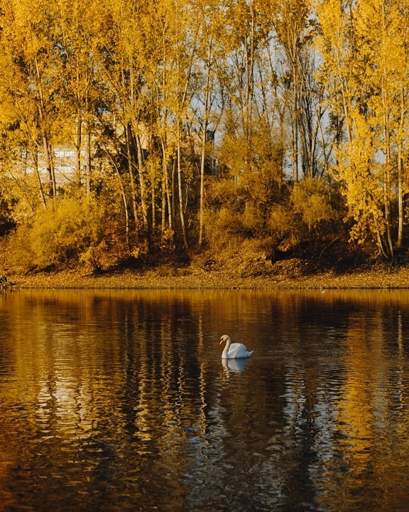 automne, au bord du lac, cygne, majestueux, paysage, idyllique, peuplier, arbres, nature, lac