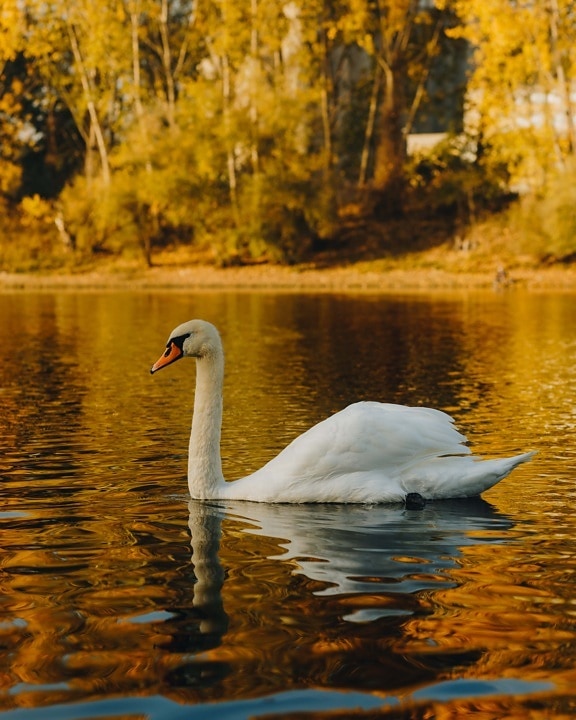 young, swan, side view, swimming, lake, autumn season, aquatic bird, nature, reflection, bird